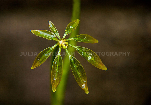 Schefflera Leaf