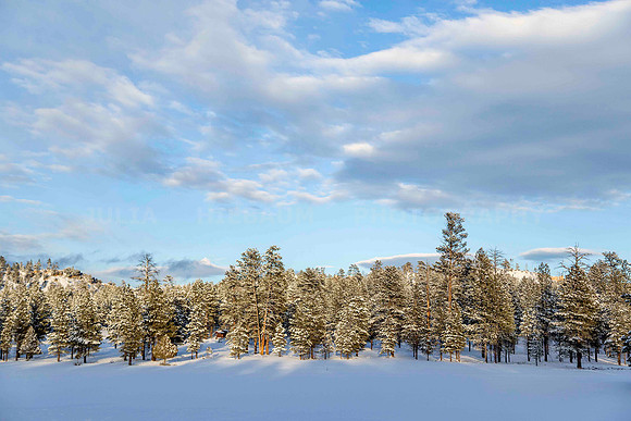 Winter Silence
