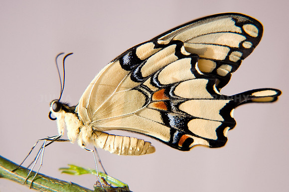 Swallowtail Butterfly