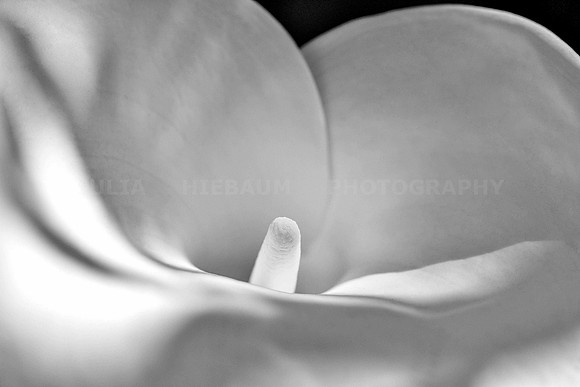 Zantedeschia