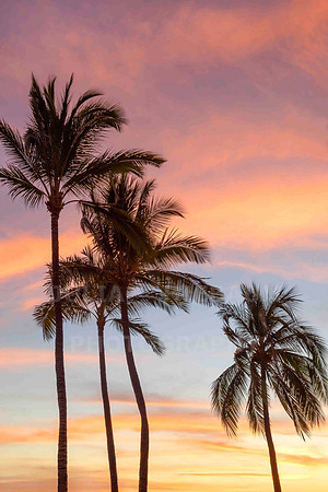 Summer breeze at sunset, California