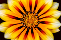 Blooming Gazania