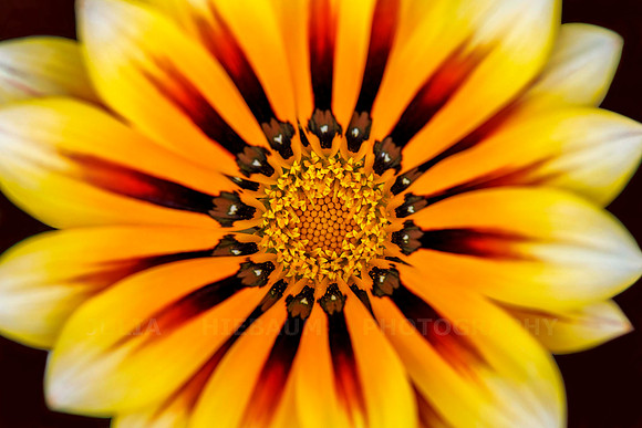 Blooming Gazania