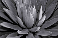 Blue Glow Agave
