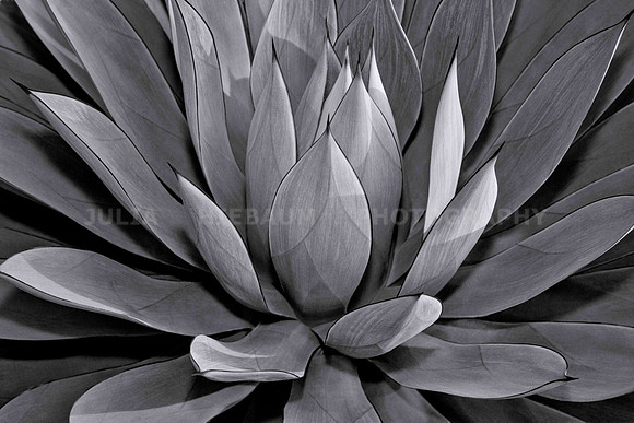 Blue Glow Agave