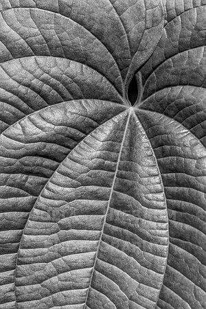 Dioscorea bulbifera