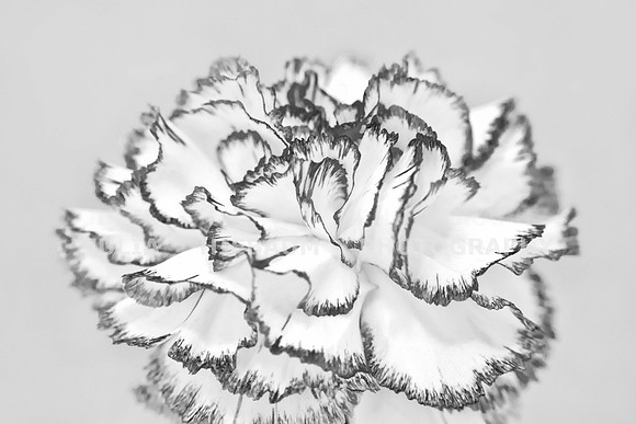 Komachi Carnation Flower