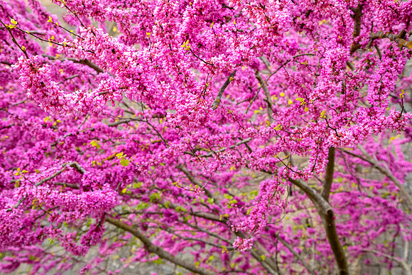 Pink Wonders