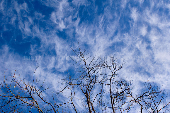 Bare Winter Branches