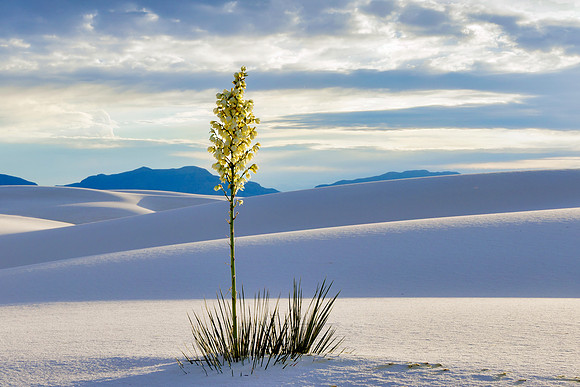 Flowering Soaptree Yucca  in White Sands, New Mexico