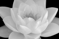 Ivory Dream