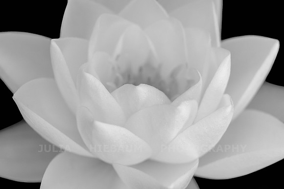 Ivory Dream