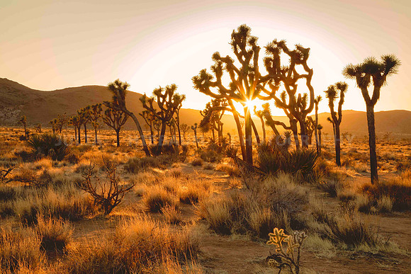 Joshua Tree landscape at sunset, California