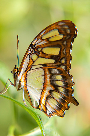 Malachite Butterfly