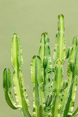 Candelabra Cactus