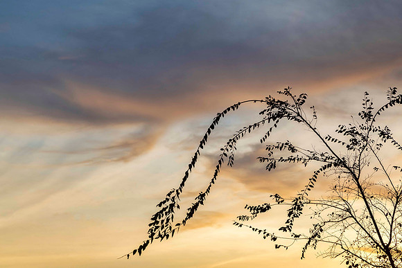 Summer Breeze