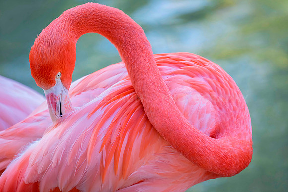 The colorful Caribbean Flamingo