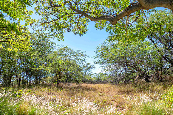 Secret Meadow