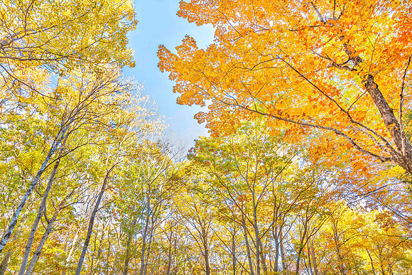 Autumn landscape in Bar Harbor, Maine