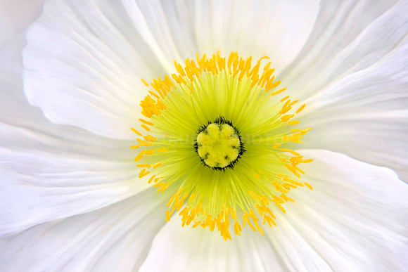 White Poppy Beauty