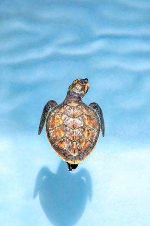 Baby Hawksbill turtle
