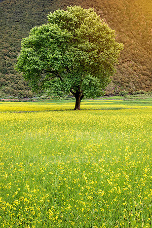 Canola flower field in Tibet, China