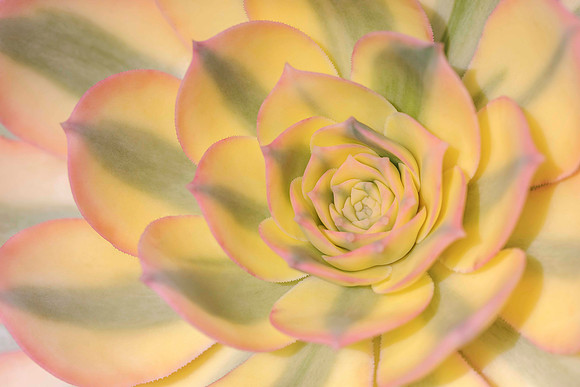 Spiral of Love