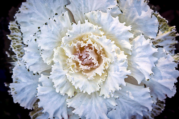 Chinese cabbage