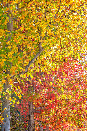 Autumn Bounty