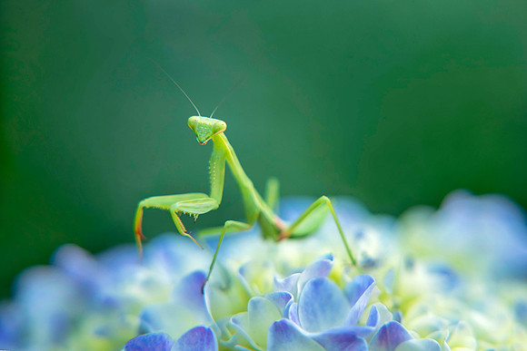 Curious California Mantis