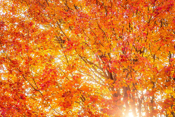 Leaves of Fire