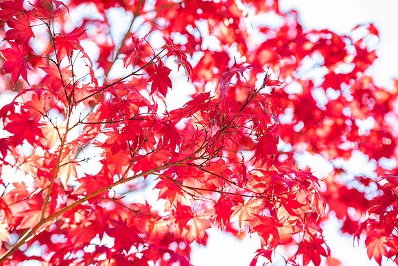 Japanese maple tree at sunset