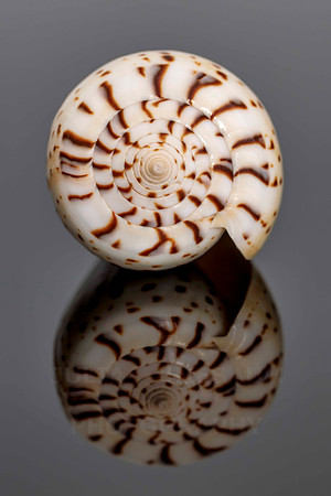 Conus Betulinus