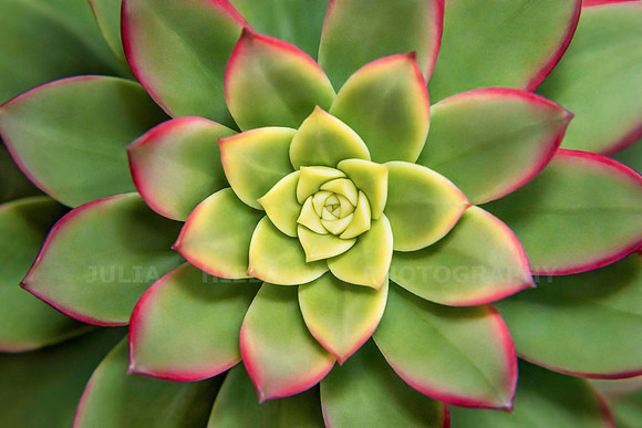 Aeonium Haworthii
