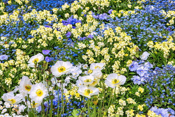 Spring Medley in Honfleur, France