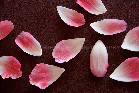 Pink Tulip Petals