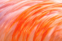 Strokes of Light