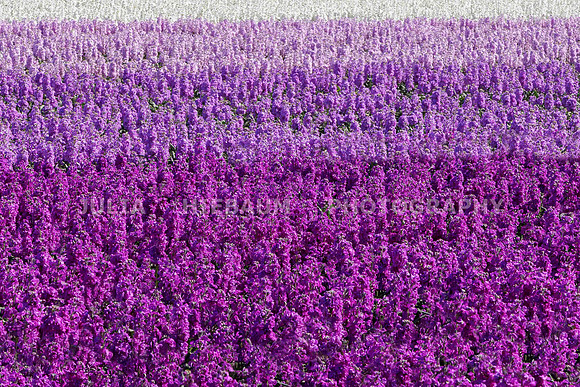Lilac Dreams