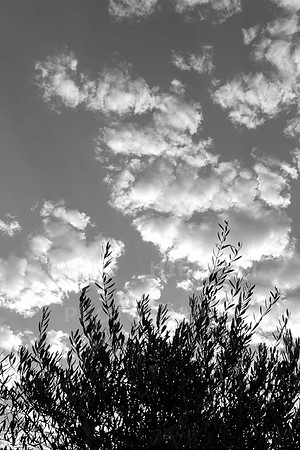 Morning Breeze