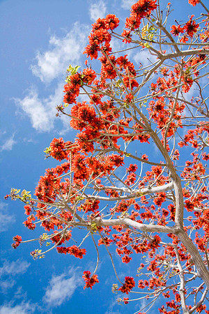 Blooming Coral Tree