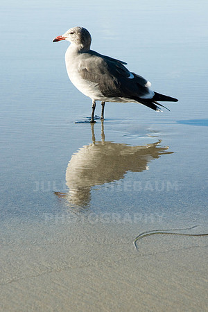 Seagull at la Jolla Shores Beach, California