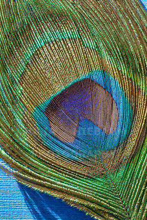 Plumage
