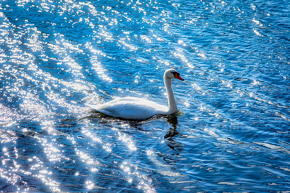 Shimmer Trail