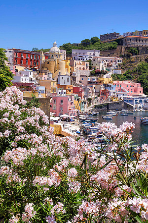 Blooming Oleanders in Procida, Italy