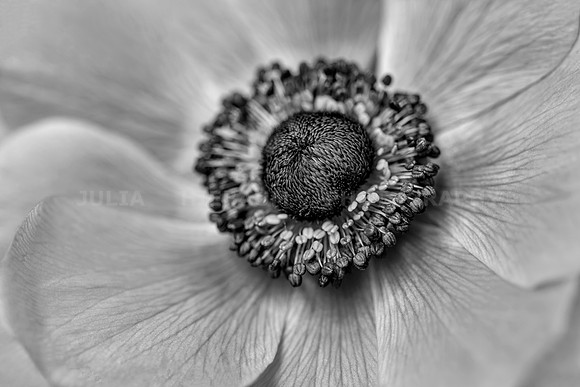 Anemone