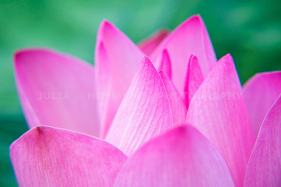 Pink Lotus Blossom