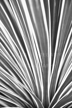 Array of Light