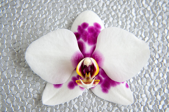 Phalaenopsis Yu Pin Panda